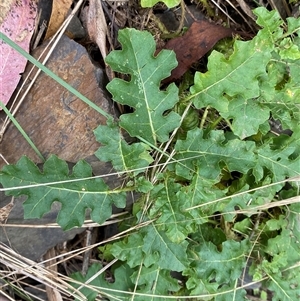 Solanum prinophyllum (Forest Nightshade) at Bungonia, NSW - 9 Apr 2025 by Tapirlord