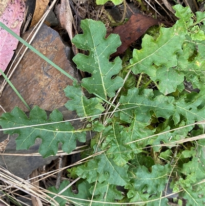 Solanum prinophyllum (Forest Nightshade) at Bungonia, NSW - 9 Apr 2025 by Tapirlord