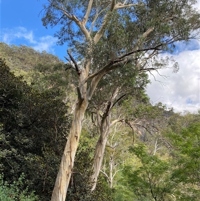 Eucalyptus tereticornis (Forest Red Gum) at Bungonia, NSW - 9 Apr 2025 by Tapirlord