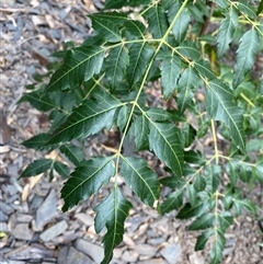 Melia azedarach (White Cedar) at Bungonia, NSW - 9 Apr 2025 by Tapirlord