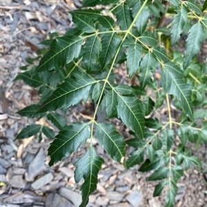 Melia azedarach (White Cedar) at Bungonia, NSW - 9 Apr 2025 by Tapirlord