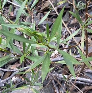 Notelaea neglecta at Bungonia, NSW - 9 Apr 2025 by Tapirlord