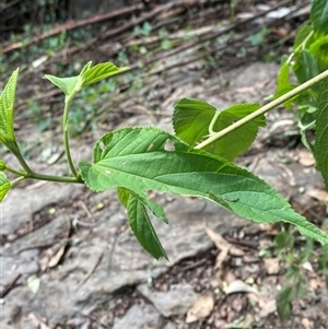 Trema tomentosa var. aspera (Native Peach) at Bungonia, NSW - 9 Apr 2025 by Tapirlord