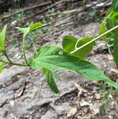 Trema tomentosa var. aspera (Native Peach) at Bungonia, NSW - 9 Apr 2025 by Tapirlord