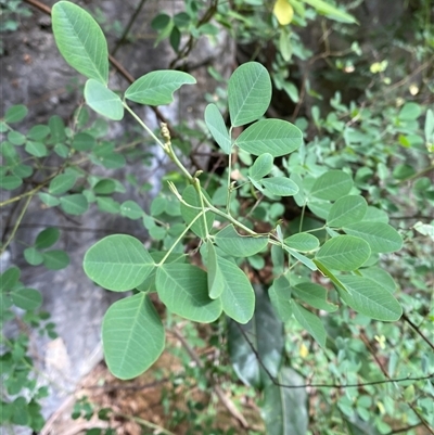 Goodia lotifolia (Golden Tip) at Bungonia, NSW - 9 Apr 2025 by Tapirlord