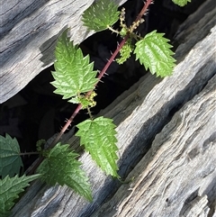 Urtica incisa (Stinging Nettle) at Bungonia, NSW - 9 Apr 2025 by Tapirlord