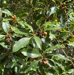 Pittosporum undulatum (sweet pittosporum) at Bungonia, NSW - 9 Apr 2025 by Tapirlord