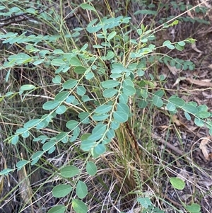 Indigofera australis subsp. australis at Bungonia, NSW - 9 Apr 2025 by Tapirlord