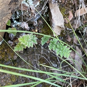Cheilanthes distans (Bristly Cloak Fern) at Bungonia, NSW - 9 Apr 2025 by Tapirlord