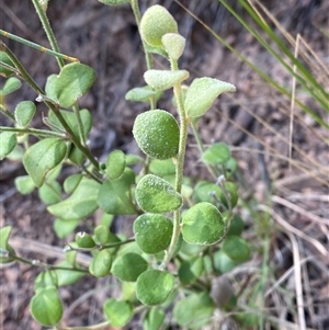 Dampiera purpurea (Purple Dampiera) at Bungonia, NSW - 9 Apr 2025 by Tapirlord
