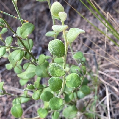 Dampiera purpurea (Purple Dampiera) at Bungonia, NSW - 9 Apr 2025 by Tapirlord