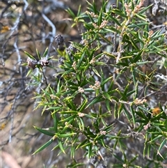 Lissanthe strigosa subsp. subulata (Peach Heath) at Bungonia, NSW - 9 Apr 2025 by Tapirlord
