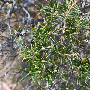 Lissanthe strigosa subsp. subulata (Peach Heath) at Bungonia, NSW - 9 Apr 2025 by Tapirlord