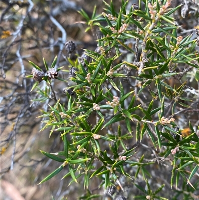 Lissanthe strigosa subsp. subulata (Peach Heath) at Bungonia, NSW - 9 Apr 2025 by Tapirlord