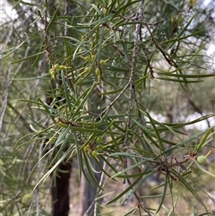 Persoonia linearis (Narrow-leaved Geebung) at Bungonia, NSW - 9 Apr 2025 by Tapirlord