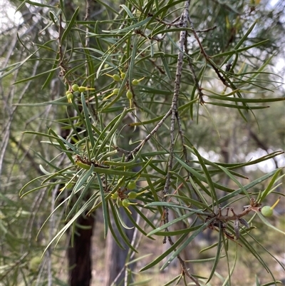 Persoonia linearis (Narrow-leaved Geebung) at Bungonia, NSW - 9 Apr 2025 by Tapirlord