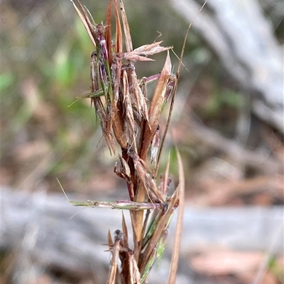 Cymbopogon refractus (Barbed-wire Grass) at Bungonia, NSW - 9 Apr 2025 by Tapirlord