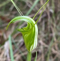 Diplodium obtusum (Blunt-tongue Greenhood) at Bungonia, NSW - 9 Apr 2025 by Tapirlord