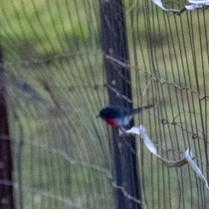 Petroica rosea at Penrose, NSW - suppressed