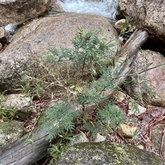 Acacia sp. at Mount Buffalo, VIC - 8 Jun 2025 by Hejor1