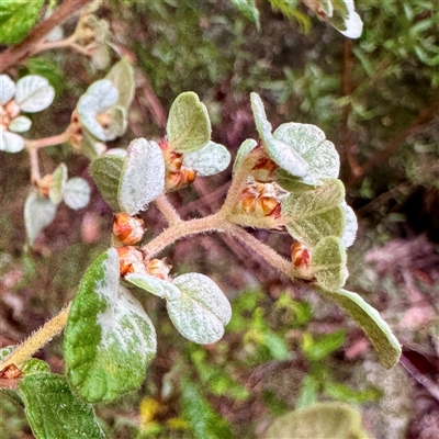 Spyridium parvifolium at Mount Buffalo, VIC - Today by Hejor1