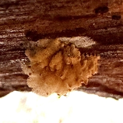 Heterotrichia spp. at Mount Buffalo, VIC - 8 Jun 2025 03:30 PM