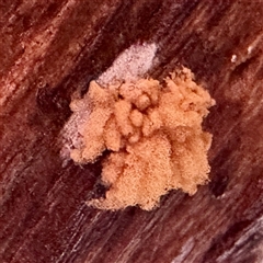 Heterotrichia spp. at Mount Buffalo, VIC - 8 Jun 2025 03:30 PM