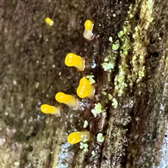 Calocera sp. at Mount Buffalo, VIC - 8 Jun 2025 03:30 PM