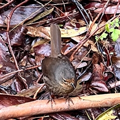 Pycnoptilus floccosus at Mount Buffalo, VIC - Yesterday by Hejor1