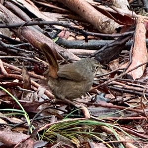 Pycnoptilus floccosus at Mount Buffalo, VIC - 8 Jun 2025 03:34 PM