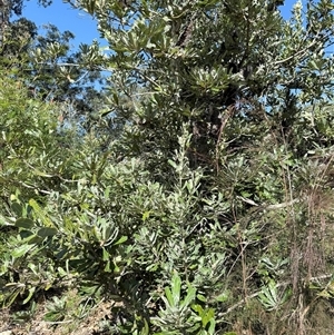 Banksia serrata at Bucketty, NSW - Yesterday by MartinPredavec