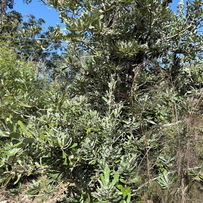 Banksia serrata (Saw Banksia) at Bucketty, NSW - 7 Jun 2025 by MartinPredavec