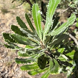 Banksia serrata at Bucketty, NSW - 7 Jun 2025 10:39 AM