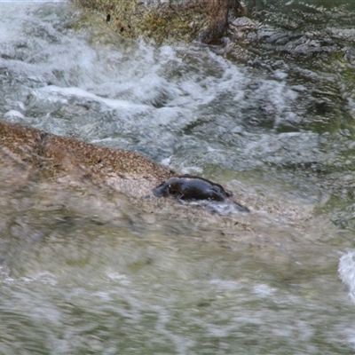 Ornithorhynchus anatinus (Platypus) at Syndicate, QLD - 24 Aug 2022 by JasonPStewartNMsnc2016