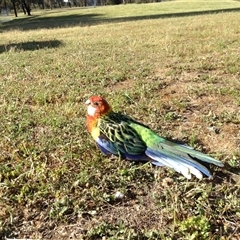 Platycercus eximius (Eastern Rosella) at Crowther, NSW - 3 Nov 2016 by Frecko