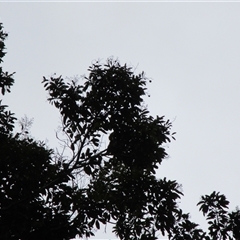 Beilschmiedia bancroftii (yellow walnut) at Syndicate, QLD - 25 Aug 2022 by JasonPStewartNMsnc2016
