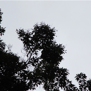 Beilschmiedia bancroftii (yellow walnut) at Syndicate, QLD - 25 Aug 2022 by JasonPStewartNMsnc2016