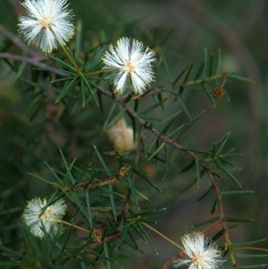 Acacia ulicifolia (Prickly Moses) at Dombarton, NSW - 7 Jun 2025 by smudgicus