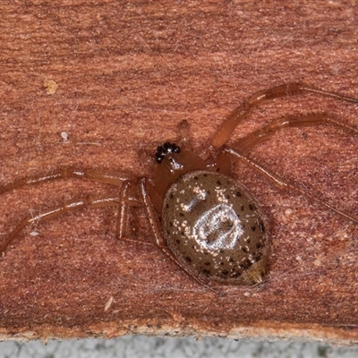 Euryopis umbilicata at Melba, ACT - 4 Jun 2025 by kasiaaus