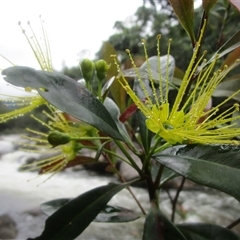 Xanthostemon chrysanthus (golden penda) at Syndicate, QLD - 27 Jun 2022 by JasonPStewartNMsnc2016