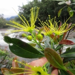 Xanthostemon chrysanthus at Syndicate, QLD - 27 Jun 2022 09:30 AM