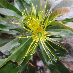 Xanthostemon chrysanthus (golden penda) at Syndicate, QLD - 29 Jun 2022 by JasonPStewartNMsnc2016