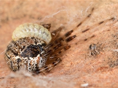 Cryptachaea veruculata (Diamondback comb-footed spider) at Melba, ACT - 4 Jun 2025 by kasiaaus