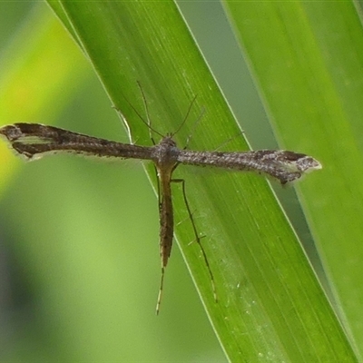 Sinpunctiptilia emissalis (Speedwell Pterror) at Braemar, NSW - 25 May 2025 by Curiosity