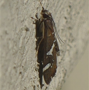Spoladea recurvalis at Braemar, NSW - 27 May 2025 by Curiosity