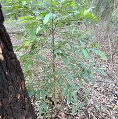 Elaeocarpus reticulatus at Mogo Creek, NSW - 8 Jun 2025 03:50 PM