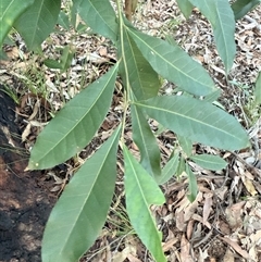 Elaeocarpus reticulatus at Mogo Creek, NSW - 8 Jun 2025 03:50 PM
