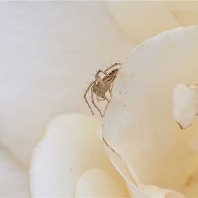 Oxyopes (genus) (Lynx spider) at Wodonga, VIC - 2 Mar 2025 by KylieWaldon