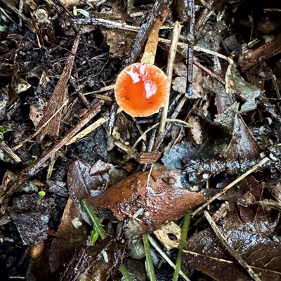 Mycena sp. (genus) at Bright, VIC - 9 Jun 2025 by Hejor1
