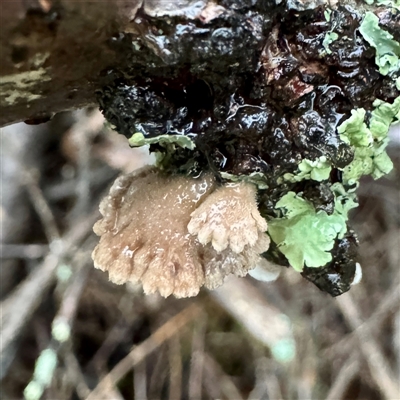 Schizophyllum commune (Split Gill Fungus) at Bright, VIC - 9 Jun 2025 by Hejor1